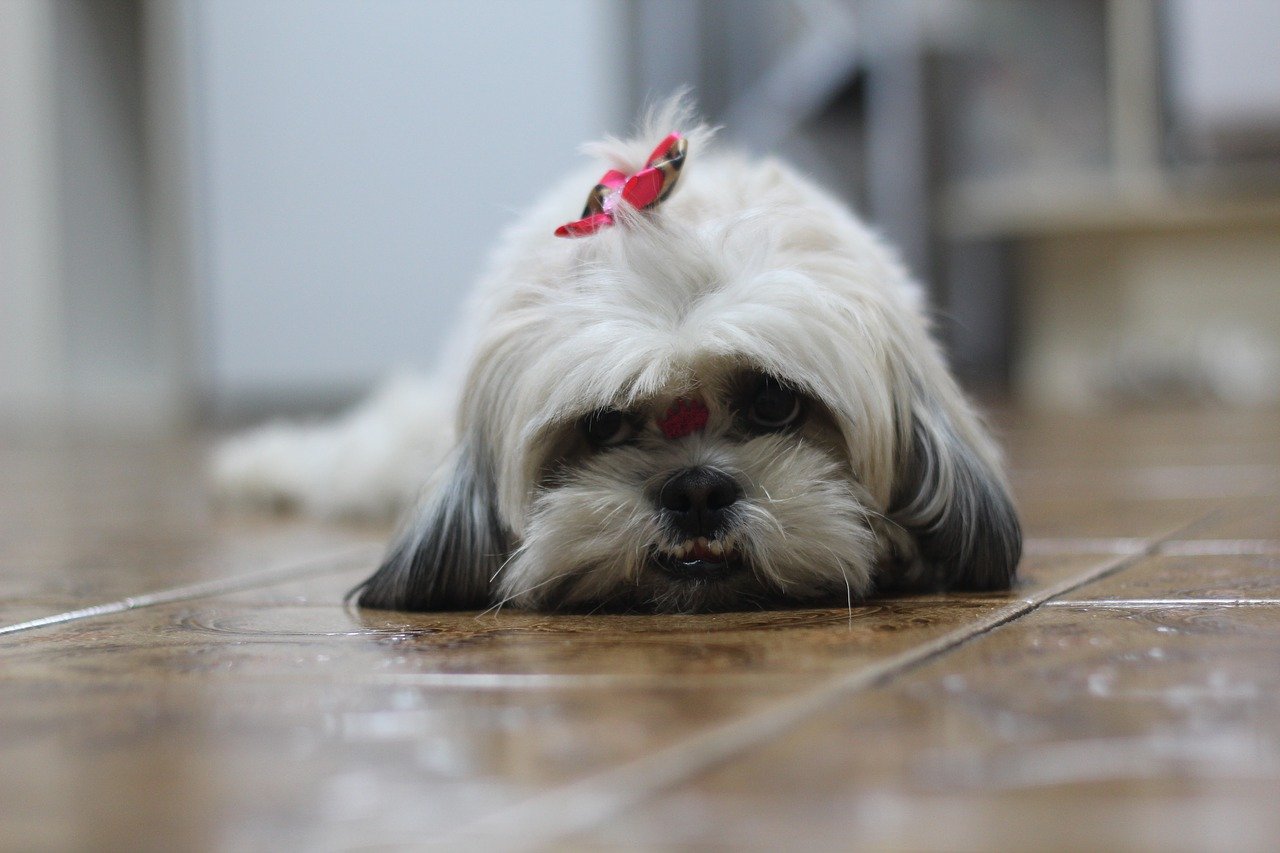 shih tzu piccolino