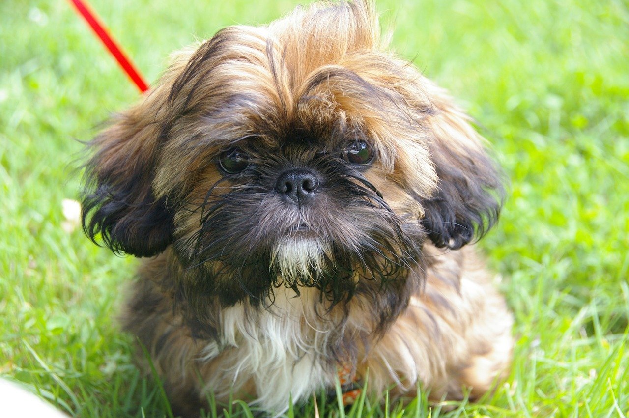 shih tzu dal muso tenero