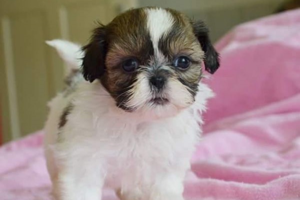 cucciolo di shih tzu