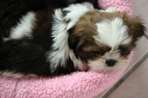 cagnolino che dorme nella cuccia