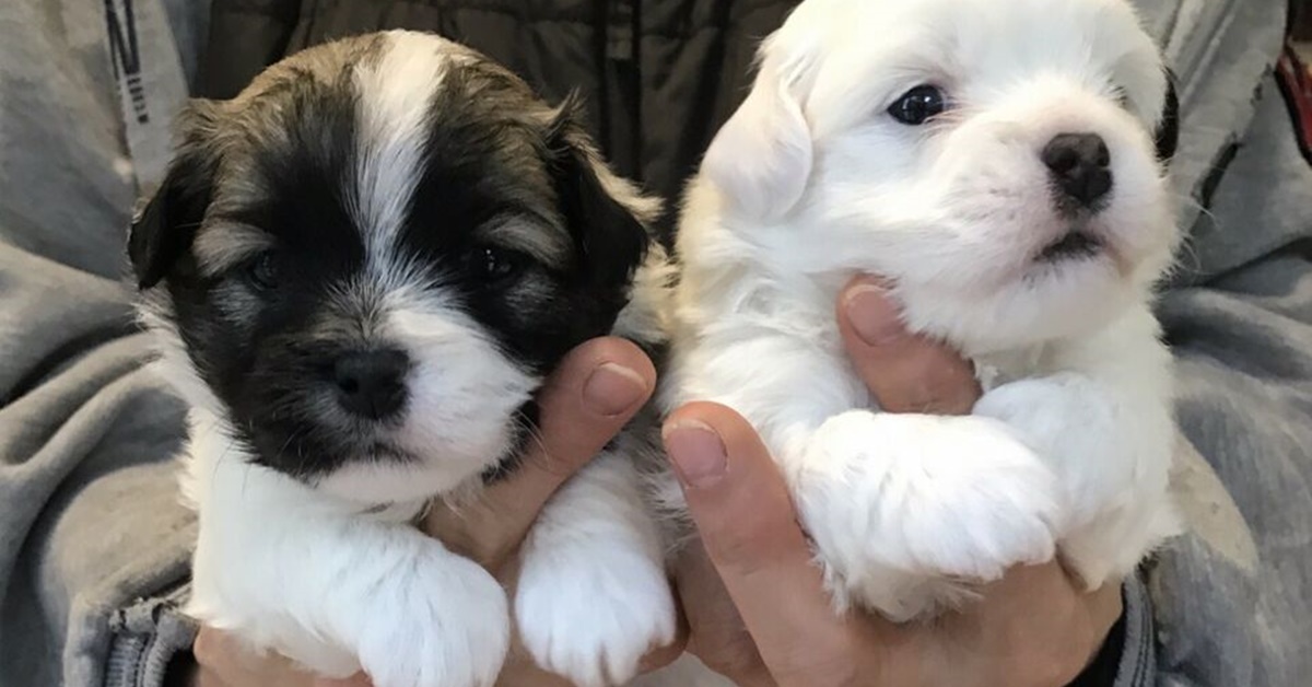 Cuccioli di Shih Tzu, errori comuni e sbagli da evitare per il loro benessere