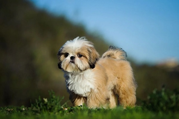 cucciolo di shih tzu su un prato