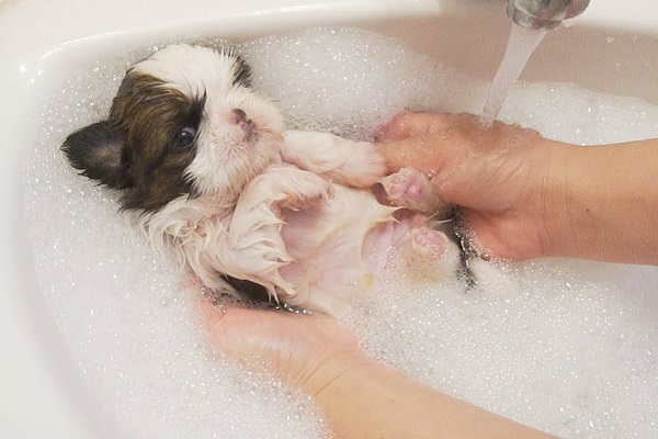 un cucciolo di shih tzu fa il bagnetto