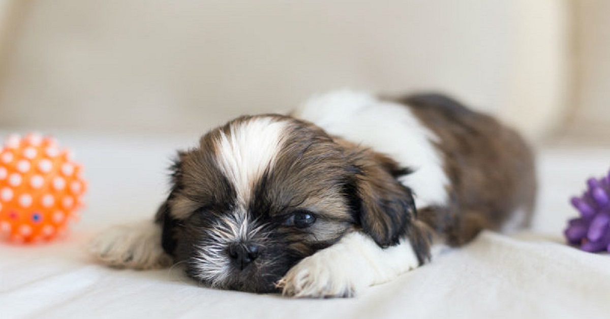 Cuccioli di Shih Tzu, pelo e accortezze specifiche: come curarlo al meglio