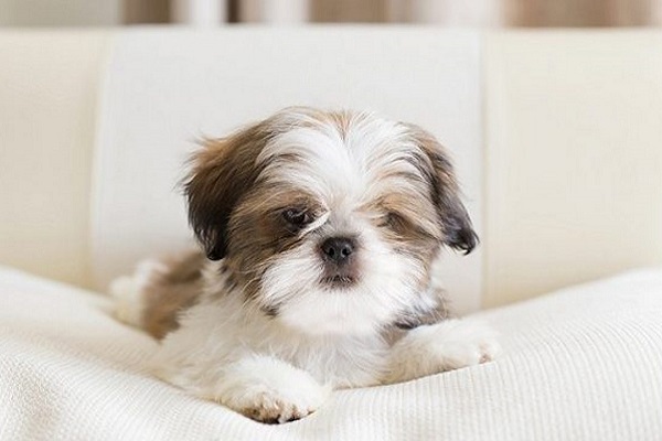 cucciolo di shih tzu