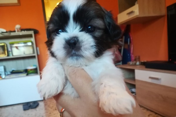 adottare un cucciolo di shih tzu