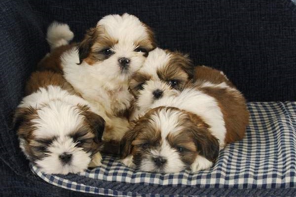 cuccioli di shih tzu