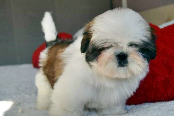 cane di razza shih tzu