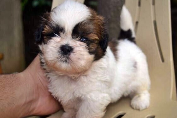 accarezzare il cucciolo di cane