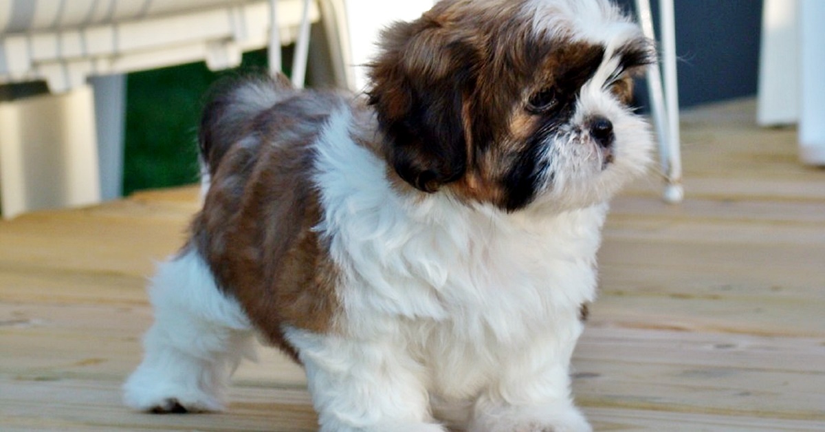 Cuccioli di Shih Tzu, vaccini e accortezze per la loro salute sin da piccini