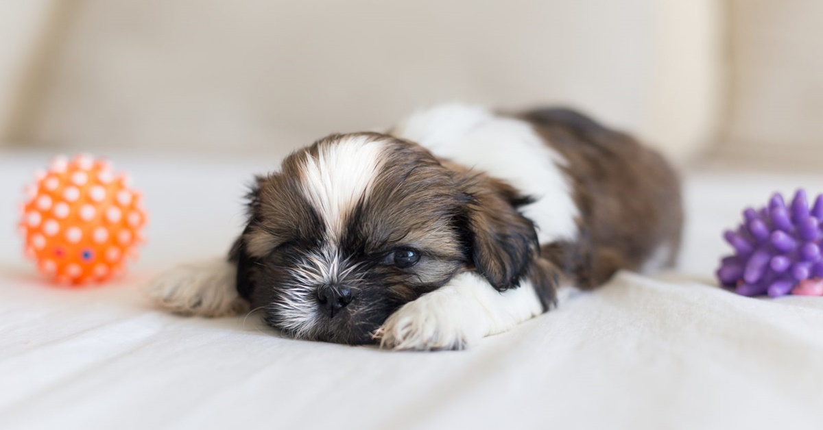 Cuccioli di Shih Tzu, carattere e tutto quello che bisogna sapere