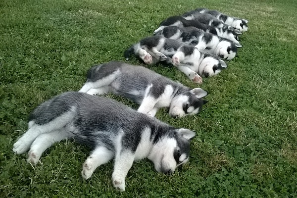 cagnolini distesi sull'erba