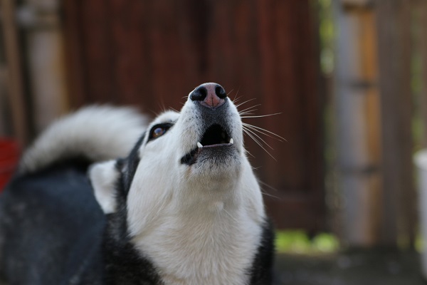 cane che ulula