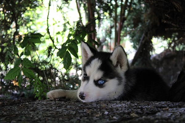 piccolo husky con occhi azzurri