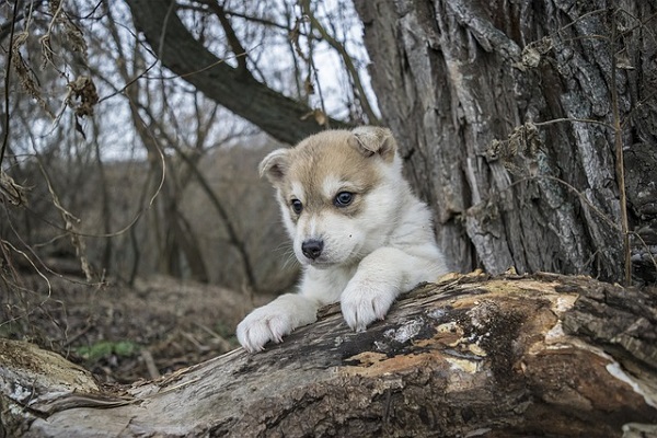 cucciolo di husky su albero