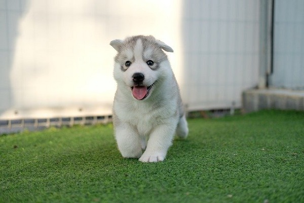 cagnolino husky cammina sull'erba