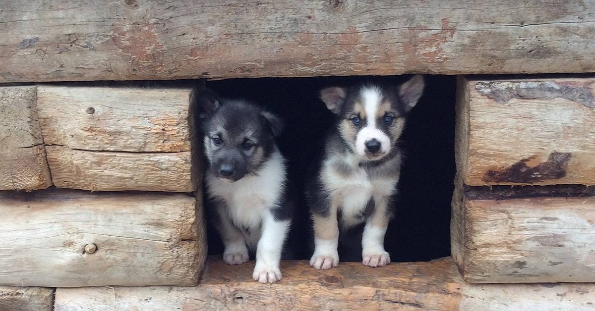cuccioli di husky dentro casetta di legno