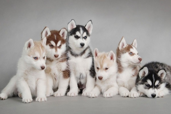 sei cuccioli di husky su sfondo grigio