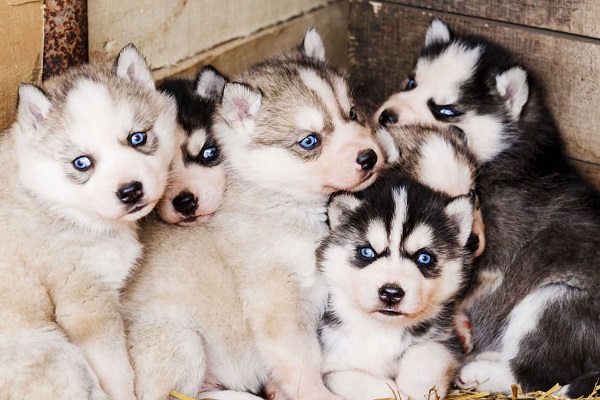 cinque cuccioli dagli occhi azzurri