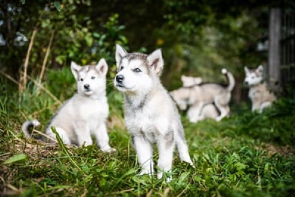 cagnolini husky su un prato