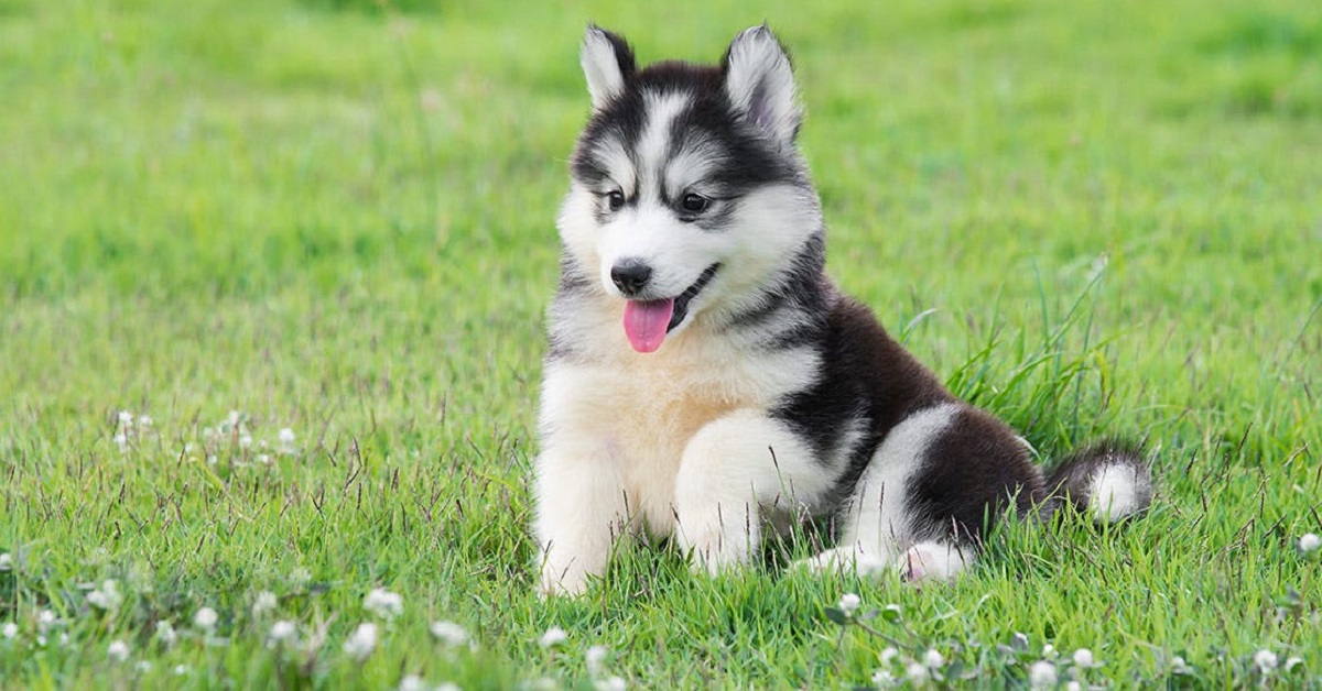 Cuccioli di Siberian Husky, carattere e tutto quello che bisogna sapere