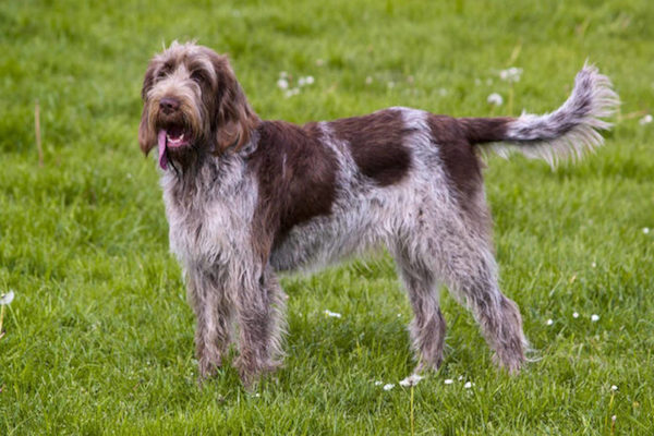 spinone italiano si diverte