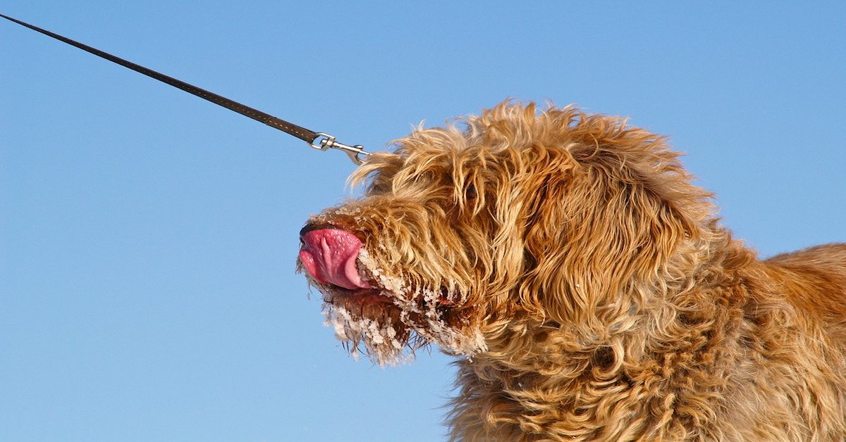 Cuccioli di Spinone Italiano, carattere e tutto quello che bisogna sapere