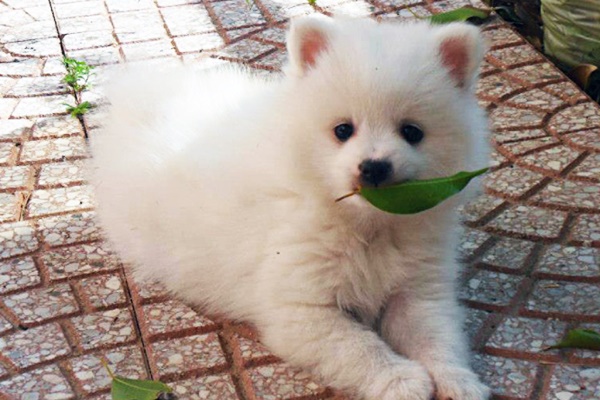 cucciolo che gioca con le foglie