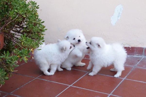 cuccioli che giocano in giardino