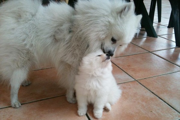 mamma che coccola il suo cucciolo