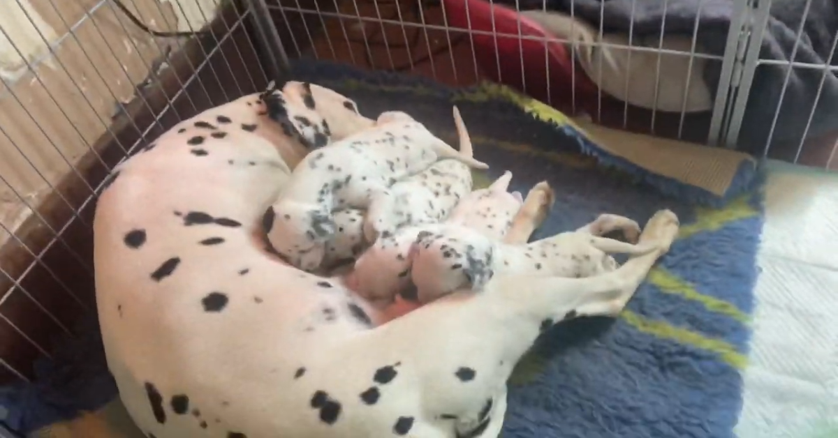 Cuccioli incontrano il loro papà per la prima volta (VIDEO)