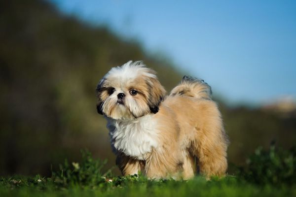 cucciolo di Shih Tzu salute