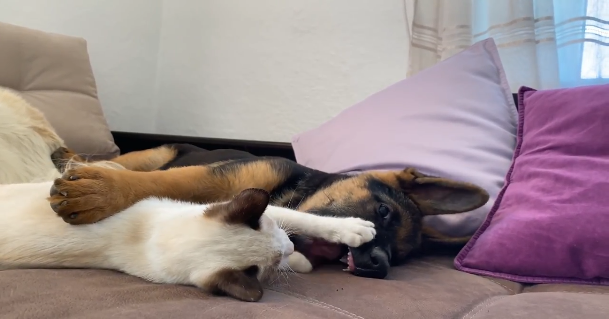 Un cucciolo di cane gioca con un cucciolo di gatto (VIDEO)