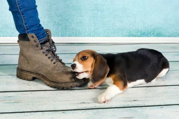 cucciolo di beagle