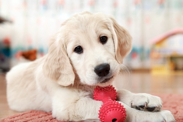 labrador retriever cucciolo