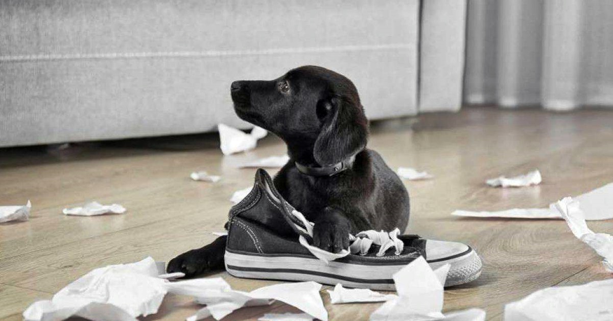 Cucciolo di cane mastica le scarpe: come riuscire a farlo smettere?