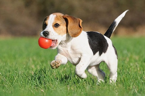 cagnolino gioca sul prato