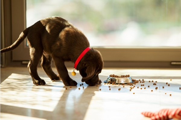 cagnolino con collare rosso