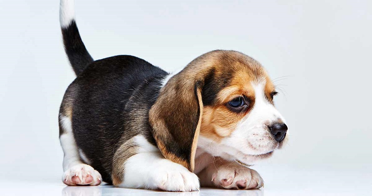 Cucciolo di cane che non cresce: cosa può significare e cosa fare