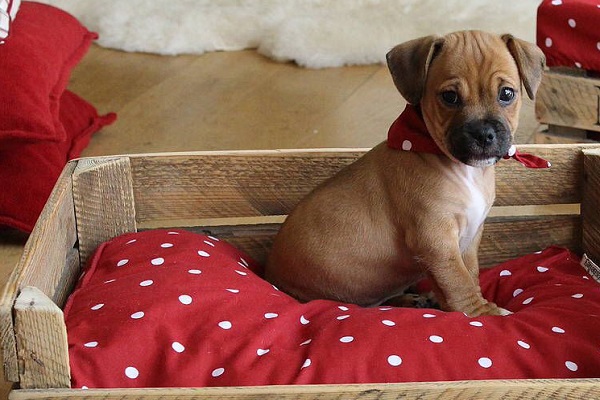 cucciolo di cane su un cuscino