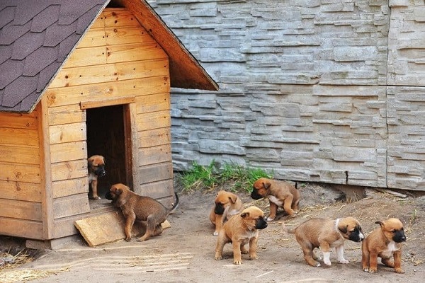 cagnolini giocano vicino a cuccia