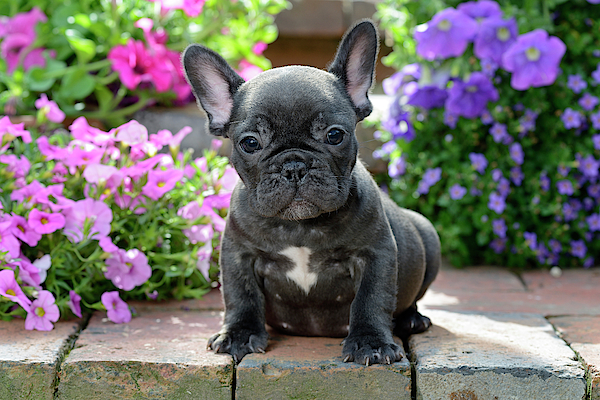 cucciolo di bulldog francese su un gradino