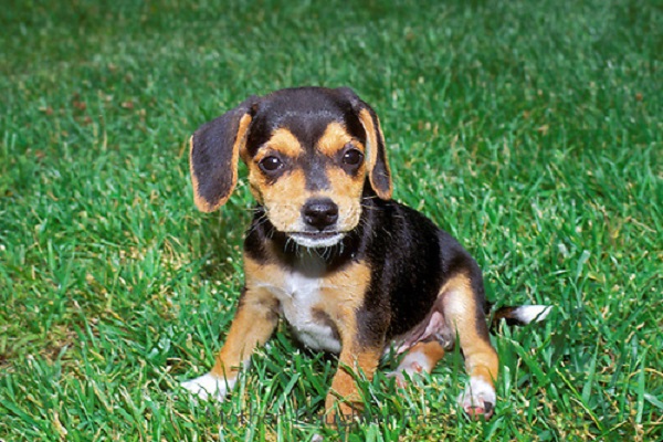 cucciolo di beagle su un prato