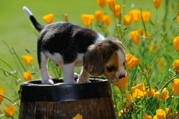 cucciolo in giardino