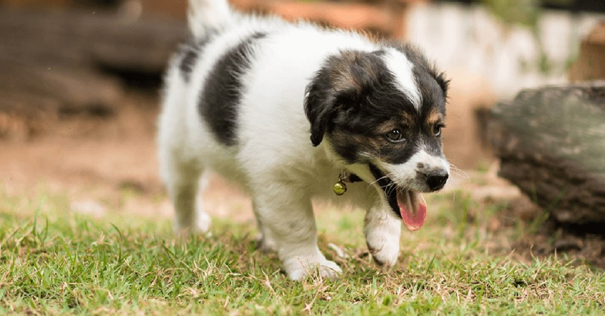 Cucciolo di cane non vuole stare in giardino: cosa può significare?