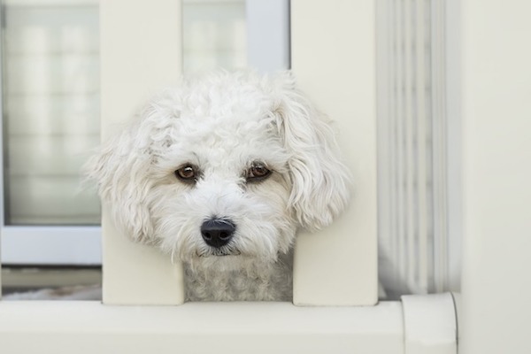 cane è triste solo in casa