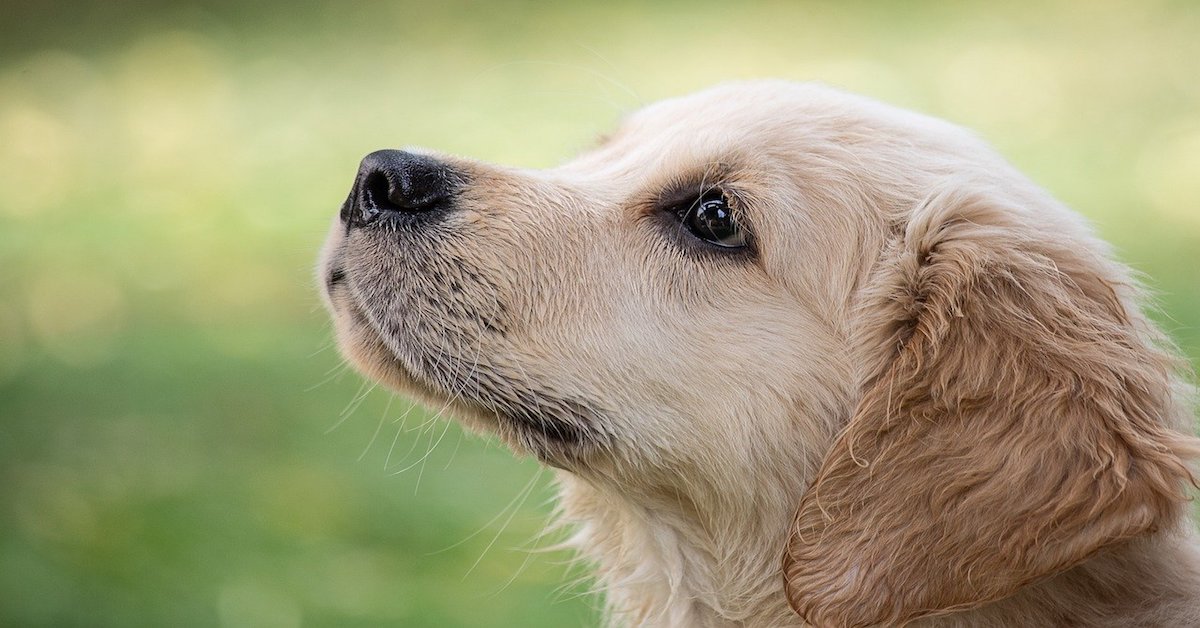 Cucciolo di cane piange se resta solo: cosa fare per farlo stare meglio?