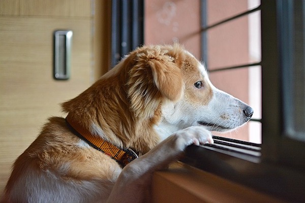 cagnolino guarda fuori dalla finestra