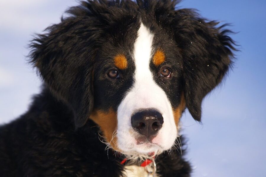 pastore del bernese cucciolo