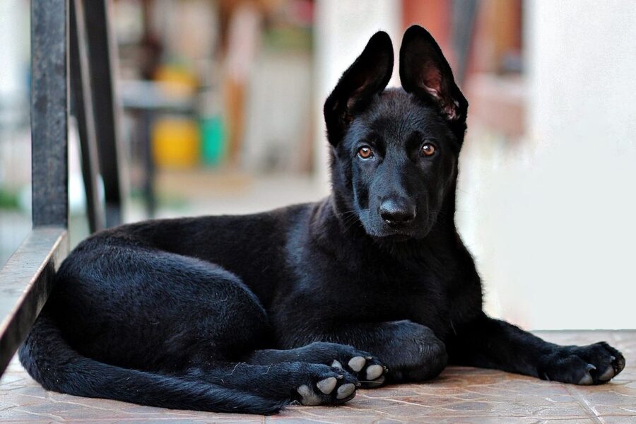 cucciolo di pastore tedesco nero